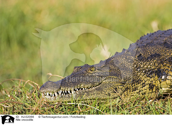 Nile crocodile / HJ-02066