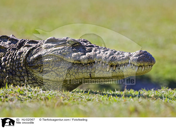 Nile crocodile / HJ-02067