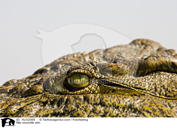 Nile crocodile skin / HJ-02069