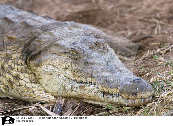 nile crocodile / JR-01368