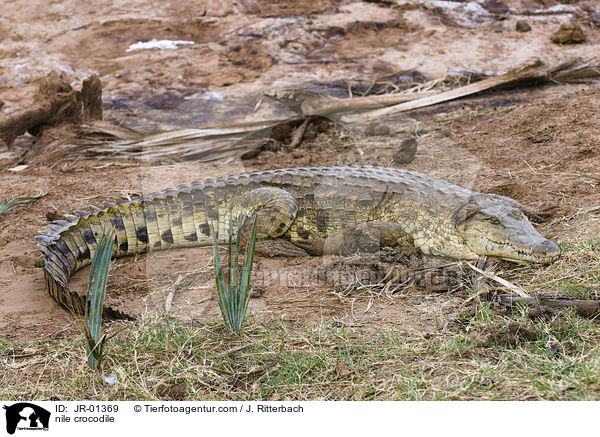 nile crocodile / JR-01369
