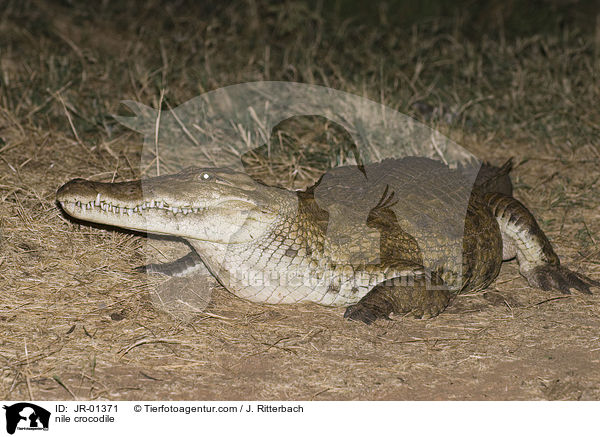 nile crocodile / JR-01371