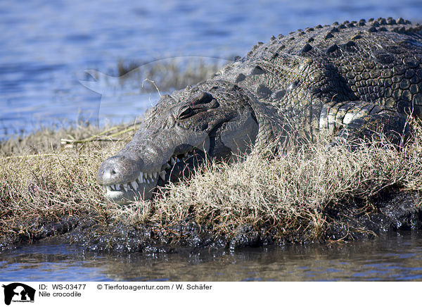 Nile crocodile / WS-03477