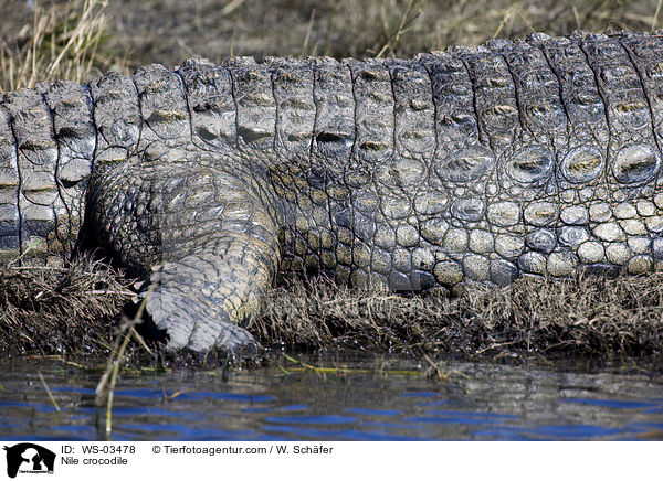 Nile crocodile / WS-03478