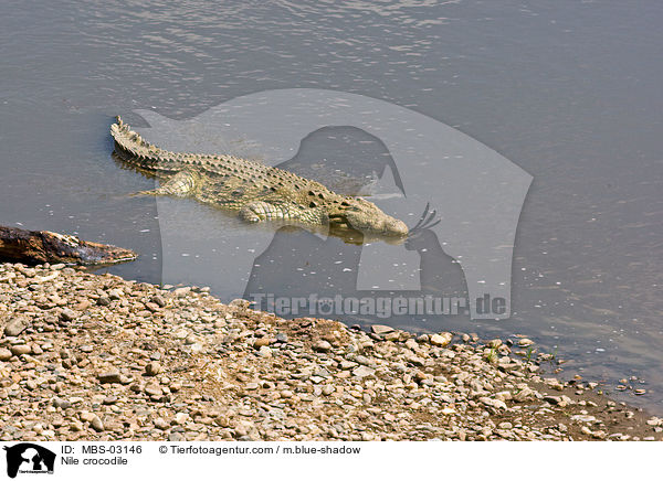 Nile crocodile / MBS-03146