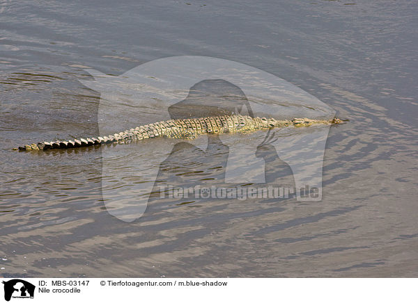 Nile crocodile / MBS-03147
