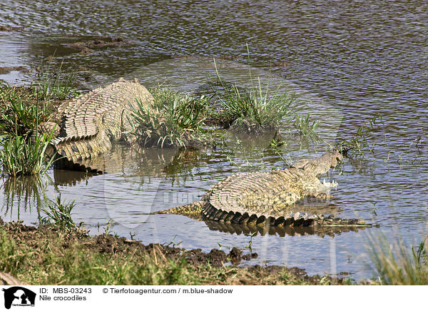 Nile crocodiles / MBS-03243