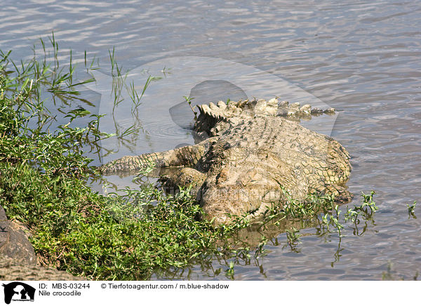 Nile crocodile / MBS-03244