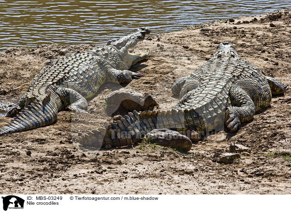 Nile crocodiles / MBS-03249
