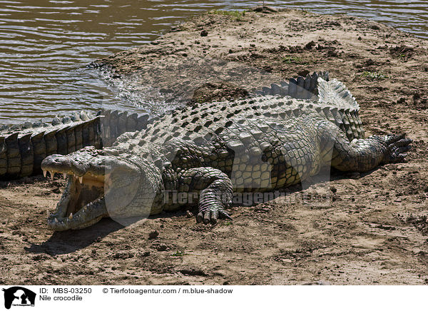 Nile crocodile / MBS-03250
