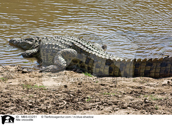 Nile crocodile / MBS-03251