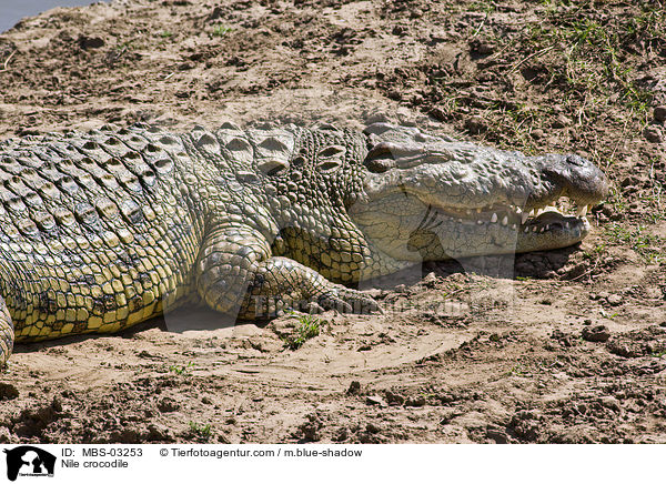 Nile crocodile / MBS-03253