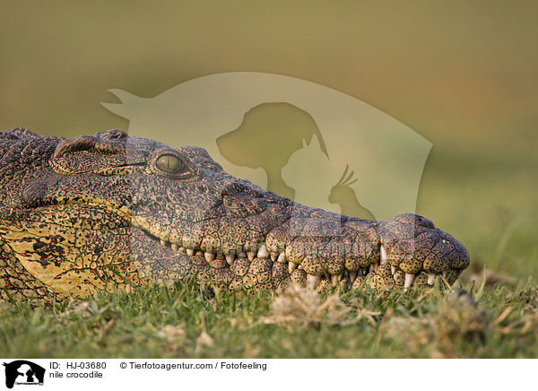 nile crocodile / HJ-03680