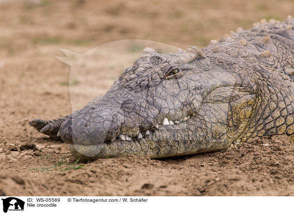 Nile crocodile / WS-05589