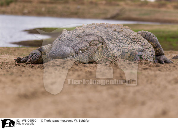 Nile crocodile / WS-05590