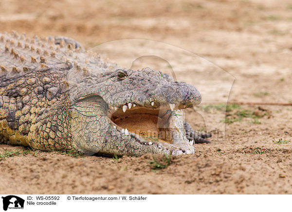 Nile crocodile / WS-05592
