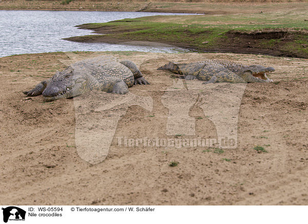 Nile crocodiles / WS-05594