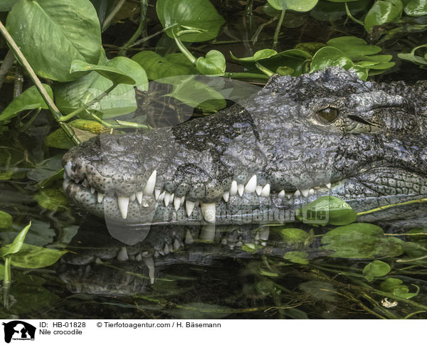 Nile crocodile / HB-01828
