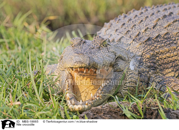 Nile crocodile / MBS-18665