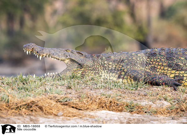 Nile crocodile / MBS-18668