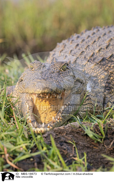Nile crocodile / MBS-18673