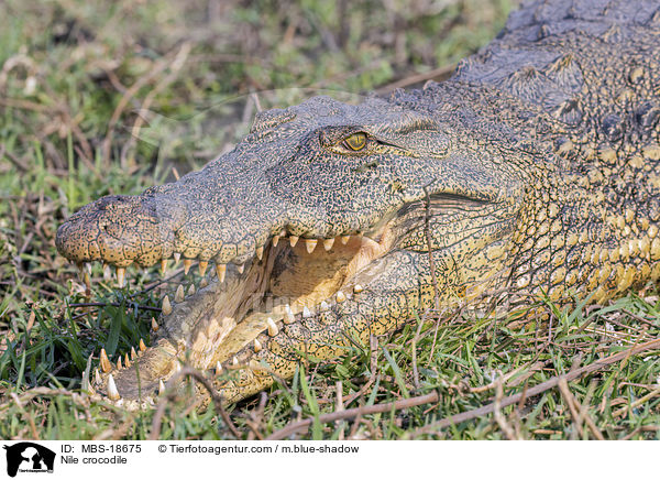 Nile crocodile / MBS-18675