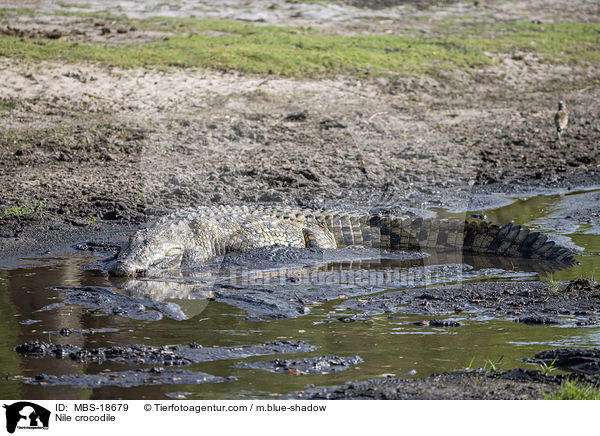 Nile crocodile / MBS-18679