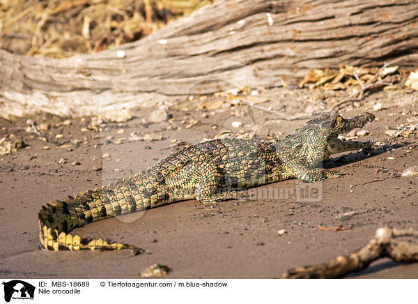 Nile crocodile / MBS-18689