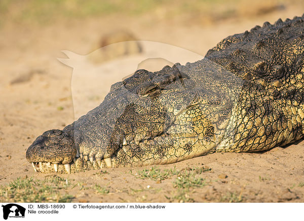 Nile crocodile / MBS-18690