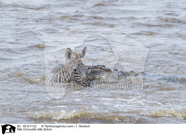 Nile Crocodile kills Zebra / IG-01132