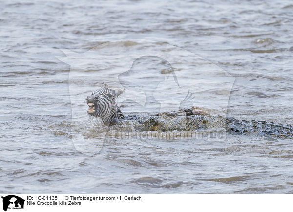 Nile Crocodile kills Zebra / IG-01135