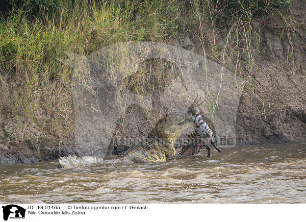 Nile Crocodile kills Zebra / IG-01465