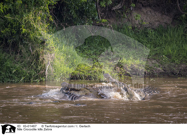 Nile Crocodile kills Zebra / IG-01467