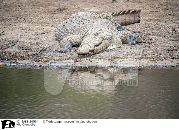 Nile Crocodile / MBS-20564