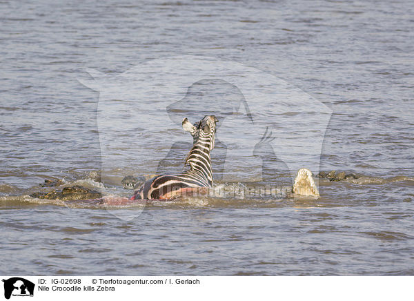 Nile Crocodile kills Zebra / IG-02698
