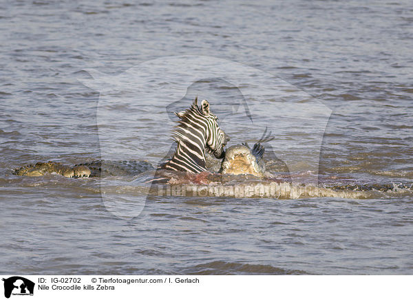 Nile Crocodile kills Zebra / IG-02702