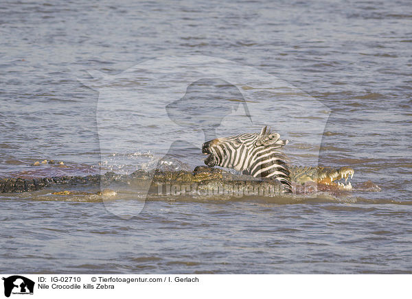 Nile Crocodile kills Zebra / IG-02710