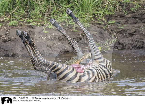Nile Crocodile kills Zebra / IG-02720
