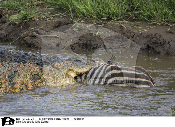 Nile Crocodile kills Zebra / IG-02721