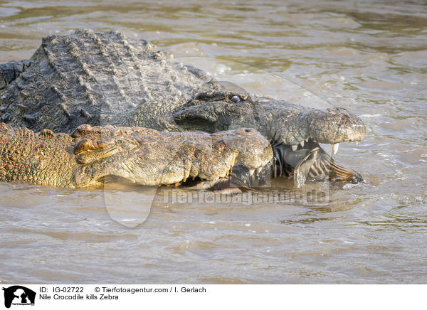 Nile Crocodile kills Zebra / IG-02722