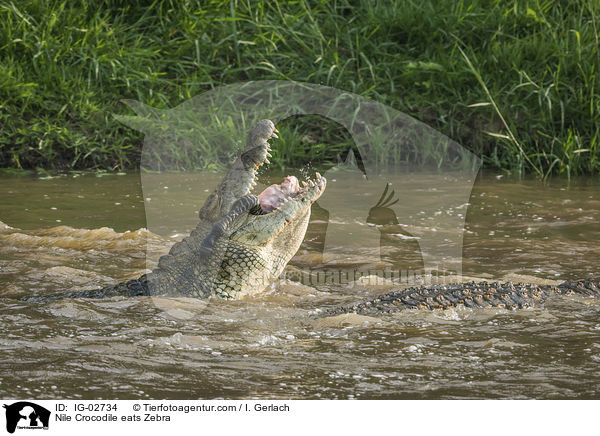 Nile Crocodile eats Zebra / IG-02734