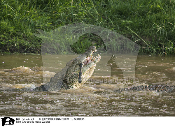 Nile Crocodile eats Zebra / IG-02735