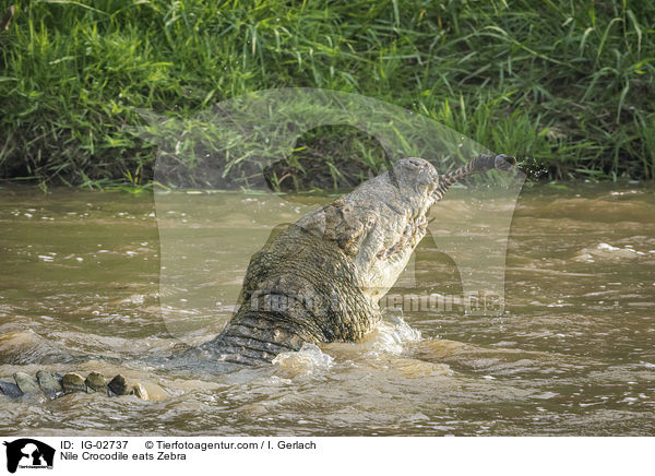 Nile Crocodile eats Zebra / IG-02737