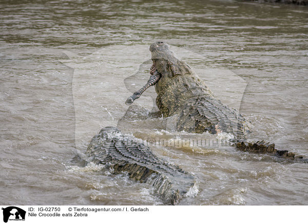 Nile Crocodile eats Zebra / IG-02750