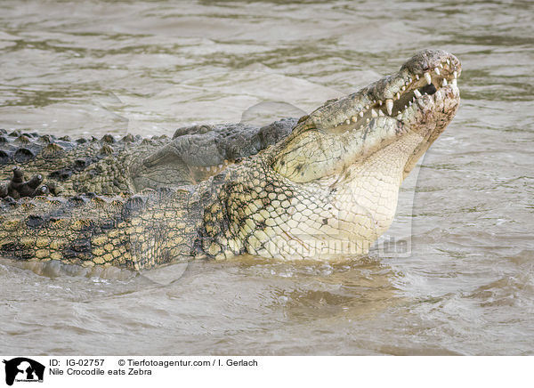 Nile Crocodile eats Zebra / IG-02757