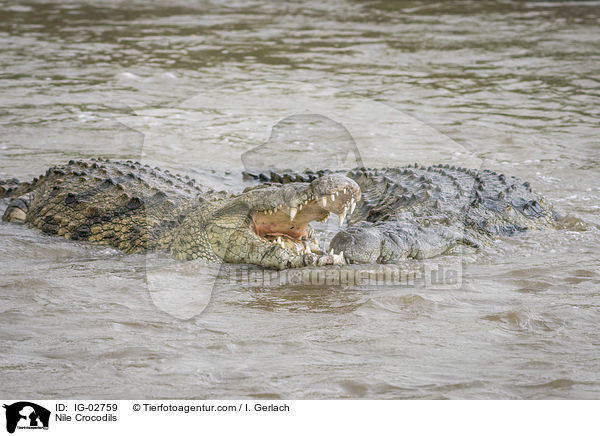 Nile Crocodils / IG-02759