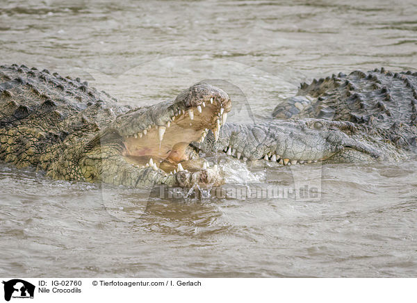 Nile Crocodils / IG-02760