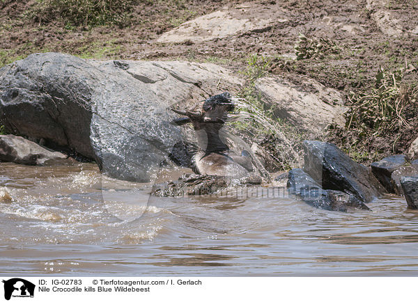 Nile Crocodile kills Blue Wildebeest / IG-02783