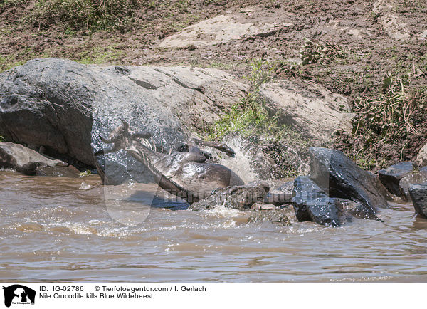 Nile Crocodile kills Blue Wildebeest / IG-02786