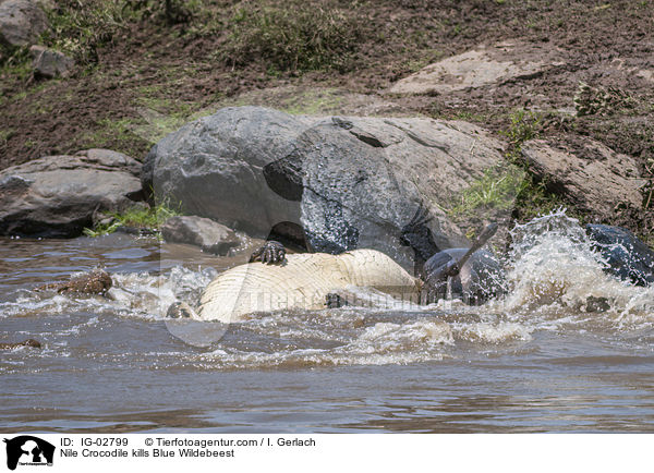 Nilkrokodil ttet Streifengnu / Nile Crocodile kills Blue Wildebeest / IG-02799